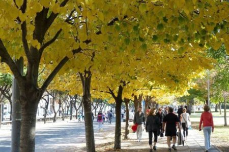 Alberi in città
