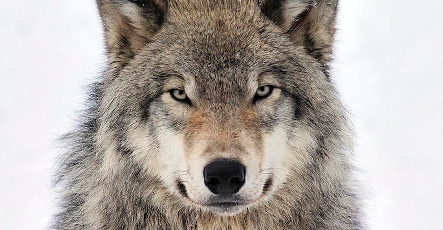 Abbattimento lupi: le critiche al Piano Lupo