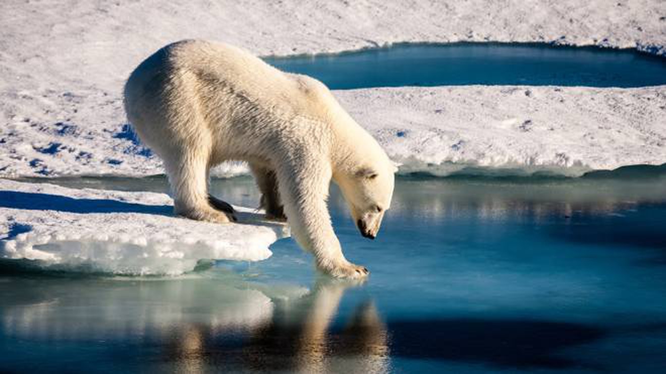Entro il 2050 l’Artico potrebbe rimanere senza ghiaccio