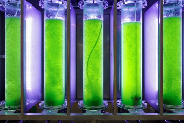 Biocarburanti dalle alghe: un po’ di chiarezza