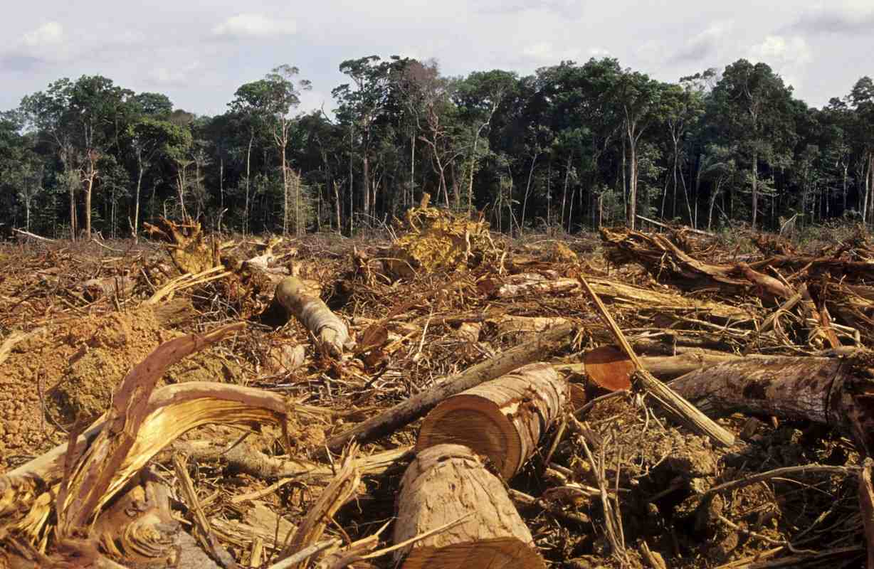 La deforestazione in Amazzonia