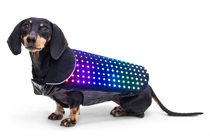 Disco Dog, la pettorina Led per cani che si controlla con lo smartphone