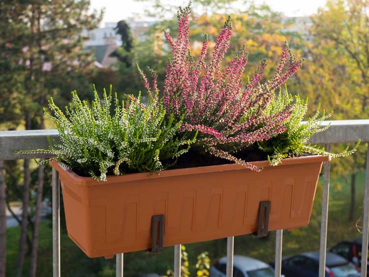 Cosa si può piantare in giardino e sul balcone in autunno?