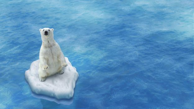 Perchè l’orso polare è a rischio estinzione?
