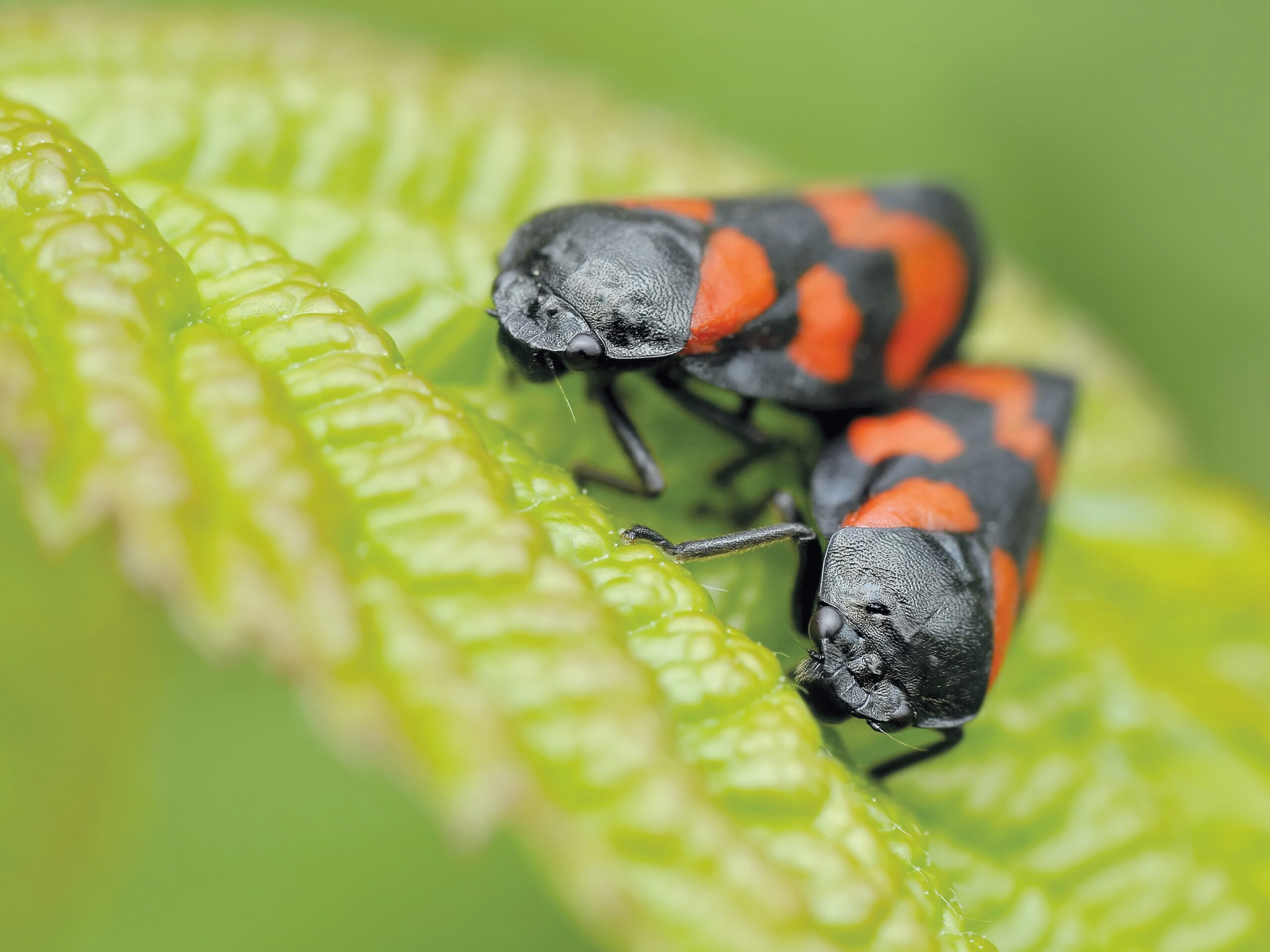 Rimedi naturali contro gli insetti: ecco le soluzioni