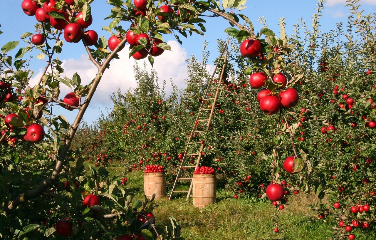 Potatura alberi da frutto: ecco le tecniche e il calendario di quando farla