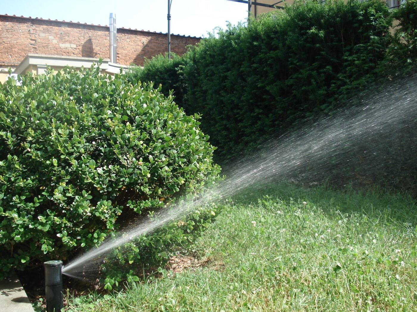 Siepi in giardino: consigli per cura e irrigazione